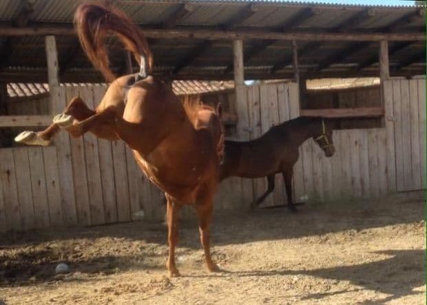 Criança de 4 anos fica gravemente ferida ao ser atingida por coice de cavalo