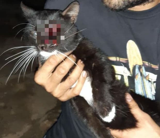 Homem é preso por atirar em gato com arma de pressão