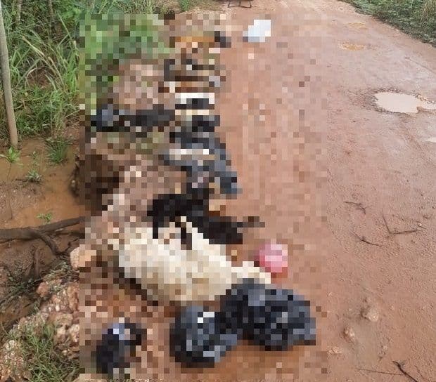 Polícia cumpre mandados em clínicas veterinárias para apurar caso de 18 cães encontrados mortos