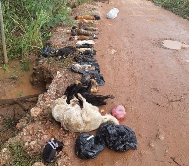 Empresa nega contrato com Clínica do Povo e diz que descarte de cães foi negociado de forma 'clandestina'